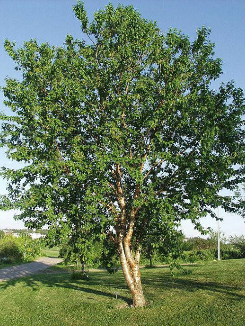 Черемуха Маака (Prunus maackii) – вид 1