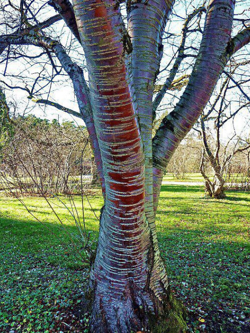 Черемуха Маака (Prunus maackii) – вид 2