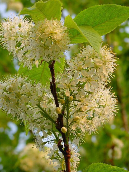 Черемуха Маака (Prunus maackii) – вид 3