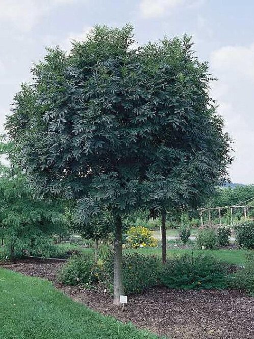 Ясень Обыкновенный Нана (Fraxinus excelsior Nana)