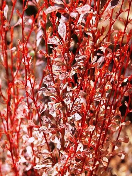 Барбарис тунберга Рози Рокет (Rosy Rocket)