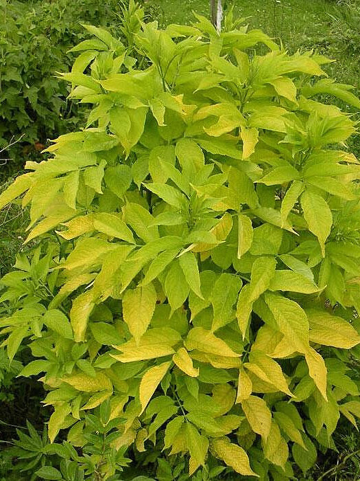 Бузина красная Плюмоза Аурея (Plumosa Aurea) – вид 1