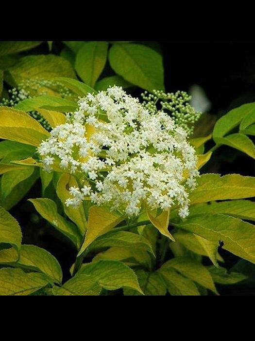 Бузина красная Плюмоза Аурея (Plumosa Aurea) – вид 4