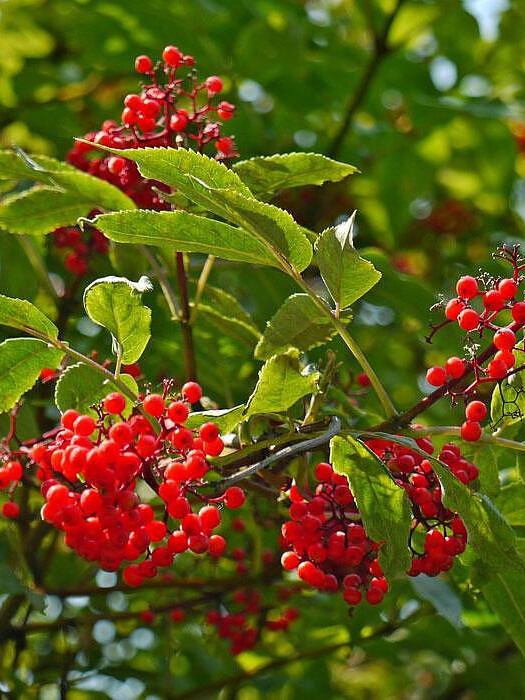 Бузина красная Плюмоза Аурея (Plumosa Aurea) – вид 5