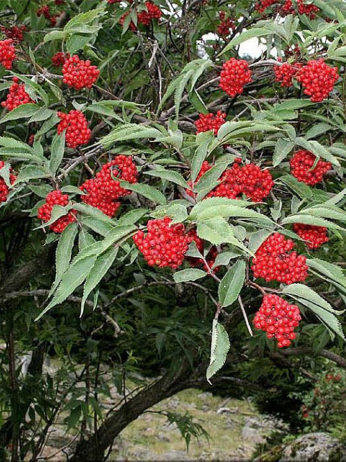 Бузина красная (Sambucus racemosa) – вид 1