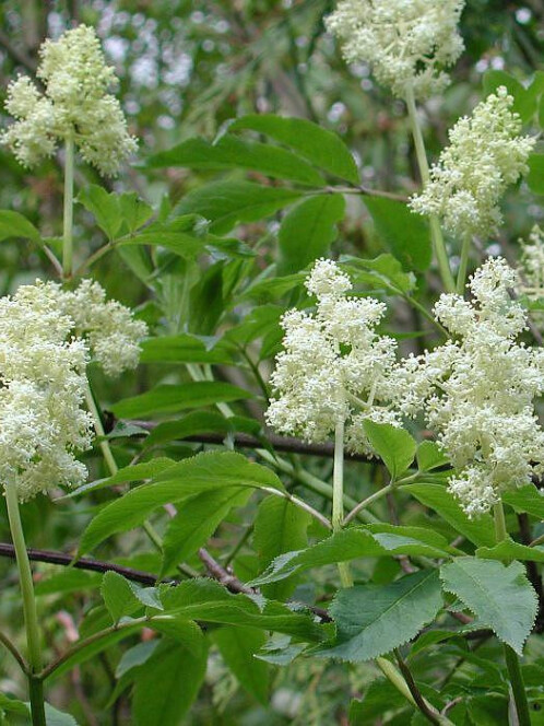 Бузина красная (Sambucus racemosa) – вид 2