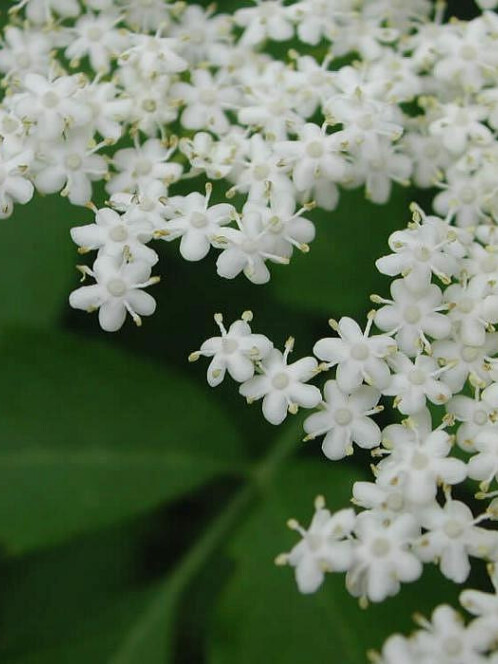 Бузина красная (Sambucus racemosa) – вид 3