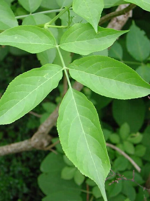 Бузина красная (Sambucus racemosa) – вид 5