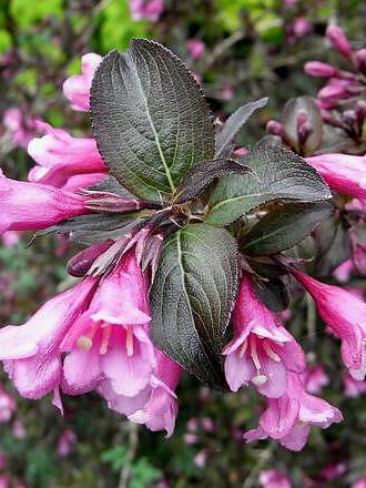 Вейгела цветущая Фолис Пурпуреис (Foliis Purpureis) – вид 1