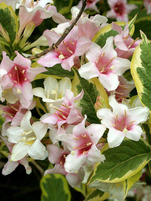 Вейгела пестролистная (Weigela variegata) – вид 1