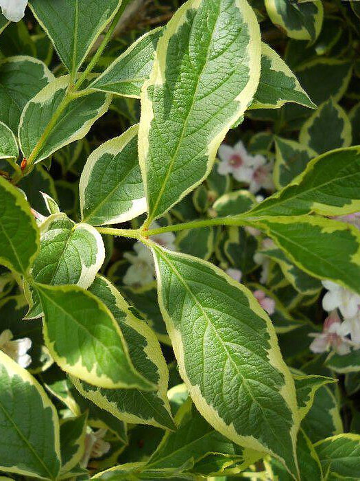 Вейгела пестролистная (Weigela variegata) – вид 2