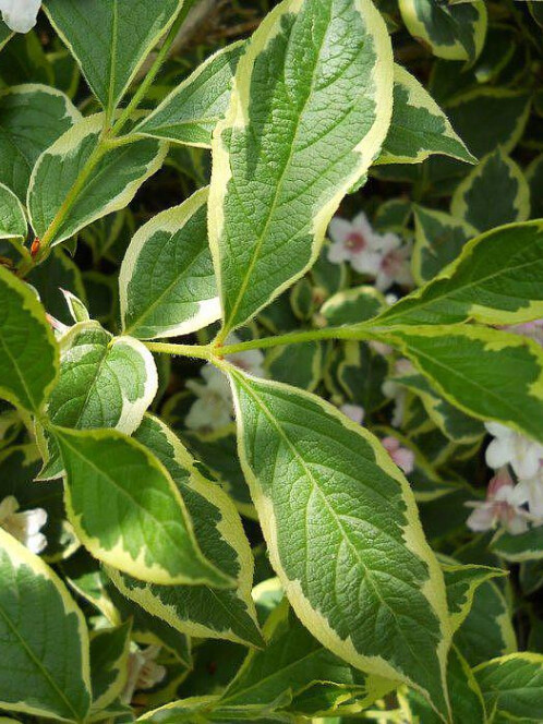 Вейгела пестролистная (Weigela variegata) – вид 2